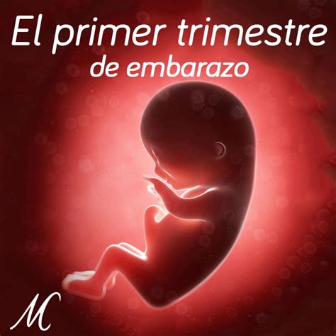 4 El Primer Trimestre De Embarazo En En Mp30607 A