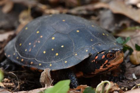 Six years of Spotted Turtle Monitoring - The Orianne Society