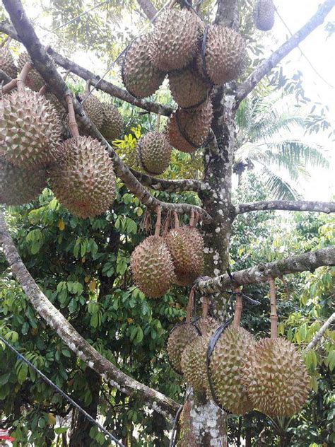 Pokok Durian Dalam Pasu Pokok Buah Dalam Pasu Warmovie Sunita Van