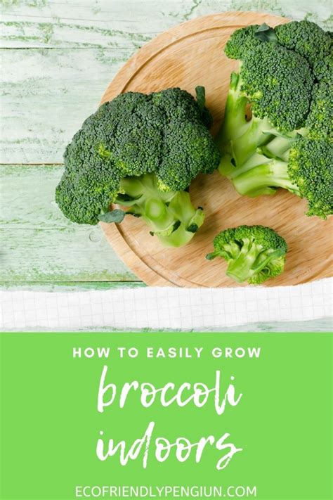 Growing Broccoli Indoors How To Start Your Indoor Garden