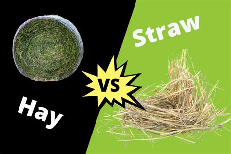 Difference Between Hay And Straw Contrasthub