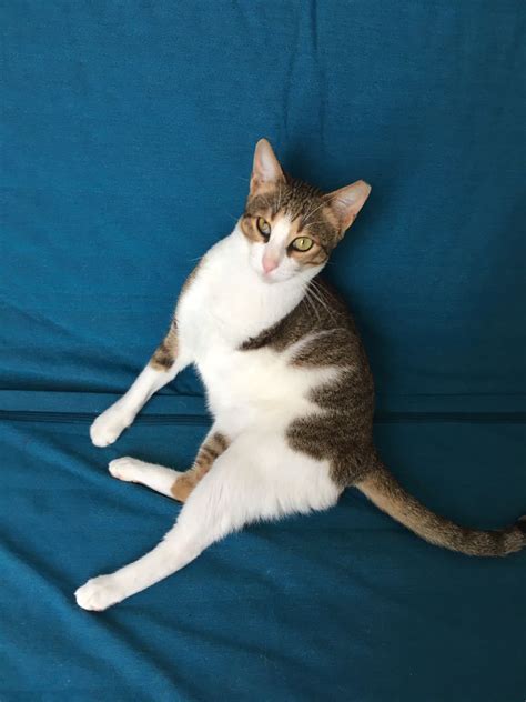 Anarkali the tripod cat - Don't Buy, Adopt