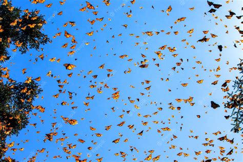 Premium Photo Monarch Butterflies Danaus Plexippus Are Flying On The