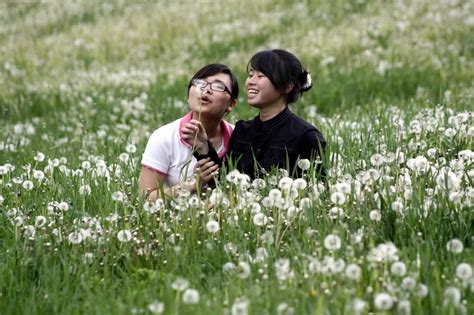 Dưới đây, mời các bạn cùng chiêm ngưỡng. Ảnh hoa bồ công anh (Dandelion) tuyệt đẹp