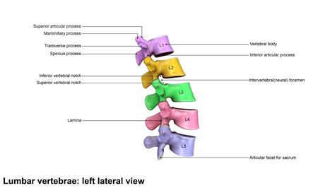 An Overview Of The Anatomy Of The Lumbar Spine