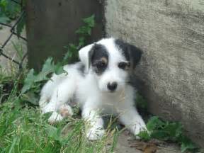 Careful and amusing, he enjoys games and playing with however, if you do not show authority towards the dog, it can be difficult to train. Parson Russell Terrier - Puppies, Pictures, Information ...