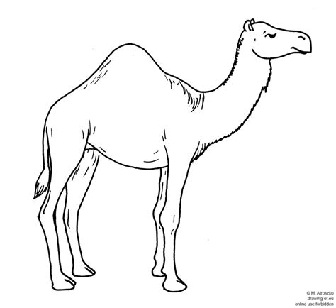 Draw with me dessert animal and learn how to draw a camel. drawing of camel - drawing-of.eu