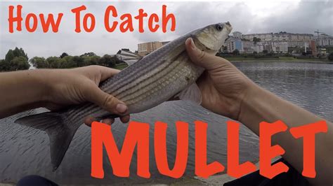 My husband looked at it after i brought it upstairs. How To Catch Mullet - Fishing Guide - YouTube
