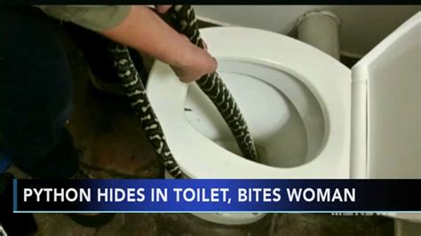 Python Hides In Toilet Bites Woman Abc7 San Francisco