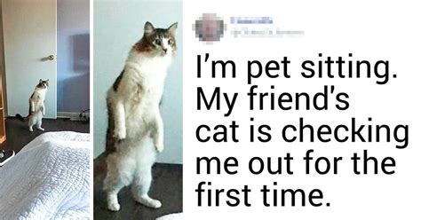 20 Hilarious Tweets That Perfectly Depict The Joys Of Living With Cats