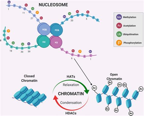 Chromatin Remodelling Fundamental Structure Of Chromatin Called