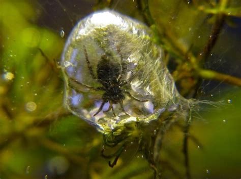 Water spider, also known as diving bell spider, is the only spider that lives underwater. 겨울잠 자는 물거미, 'Diving bell spider' 알아보기 : 네이버 블로그