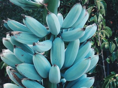 Blue Java Bananas Are Known As Ice Cream Bananas Because They Have A Creamy Texture And Flavor