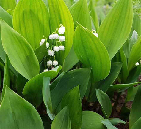 Lily of the valleyは俺の嫁 全画像表示