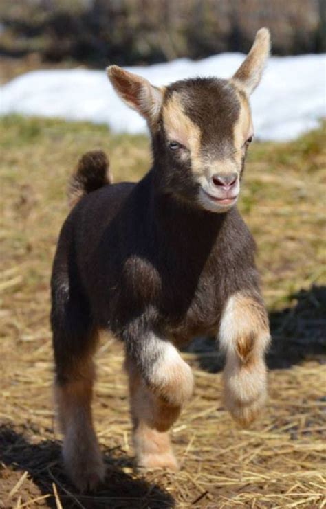 396 300 tykkäystä · 96 321 puhuu tästä. ️Soon we shall have a few in the backyard. | Cute goats ...