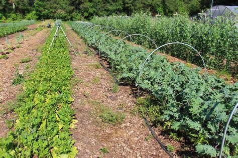 Check spelling or type a new query. Groundbreaking Roots: Vegetables at Country Gardens Farm