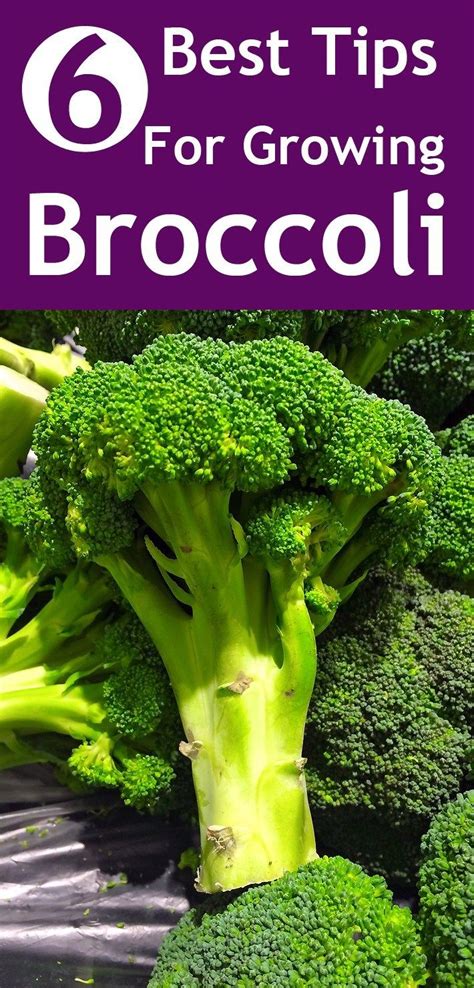 6 Best Tips For Growing Broccoli Growing Broccoli Broccoli Plant