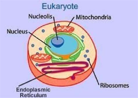Eukaryotic Cell Structure And Function Hot Sex Picture
