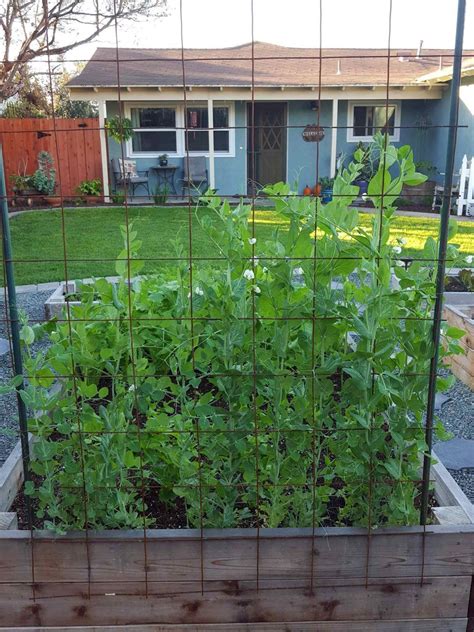 The other day i shared how we put up a square foot garden in our yard for vegetables this spring and summer. How to Build a Trellis: Inexpensive & Easy Designs ~ Homestead and Chill in 2020 | Building a ...