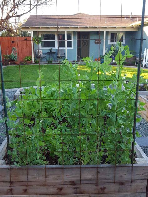 Although bush beans generally tend to provide only one harvest per season, they are relatively easier to grow and do not require much tending. How to Build a Trellis: Inexpensive & Easy Designs ...