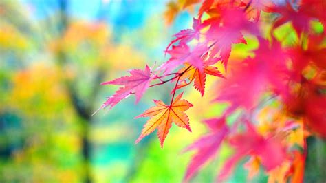 29 Nature Colourful Wallpapers Basty Wallpaper