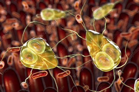 Giardia Lamblia Parasites In Duodenum Illustration Stock Image F Science Photo