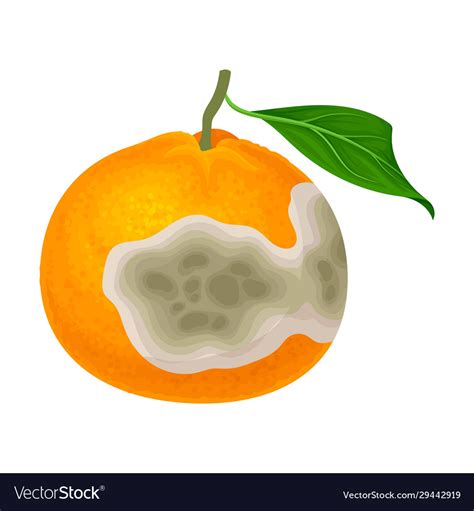 Rotten Orange With Stinky Rot Covered Skin Vector Image