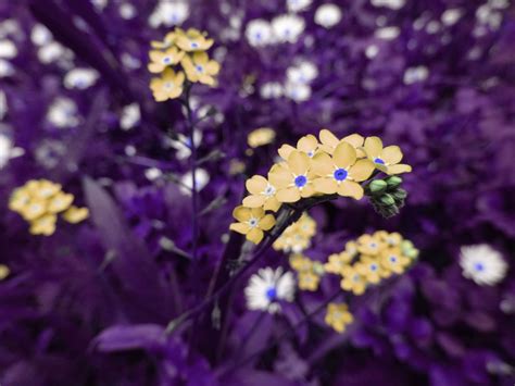 Beautiful Bloom Blooming Blossom Blur Botanical Bright Close Up