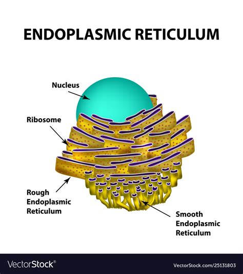 Endoplasmic Reticulum Structure Infographics Vector Image