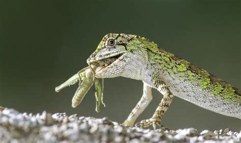 What Do Lizards Eat Diet In The Wild And As Pets Everything Reptiles