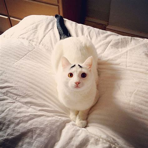 If so, you've reached the right website. Meet Sam, The Cat With Eyebrows | Bored Panda
