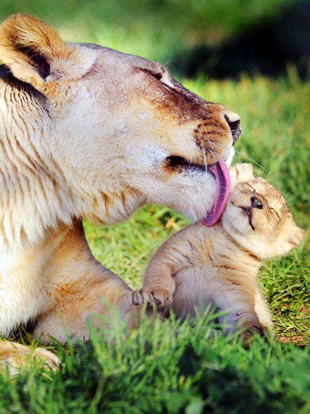 14 Beautiful Photos Of Animal Moms With Their Babies Cute Animals