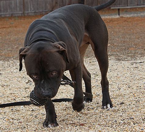 Feed 3 times a day puppies can be voracious eaters. Mr. Fatty fat fat - Pitbulls : Go Pitbull Dog Forums