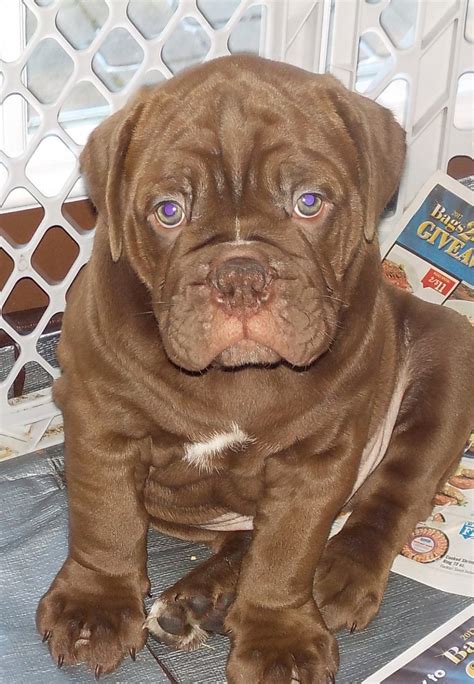Here we have a beautiful litter of 8 english bulldog puppies 5 boys and 3 girls both parents have champions lines. Old English Bulldog Puppies For Sale | Athens, PA #185080