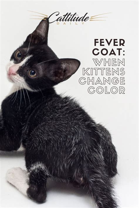 Cats With Fever Coat