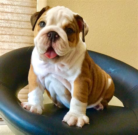 See our available english bulldog puppies for sale & adopt your own today! Bulldog Puppies For Sale - English Bulldog Puppies For ...