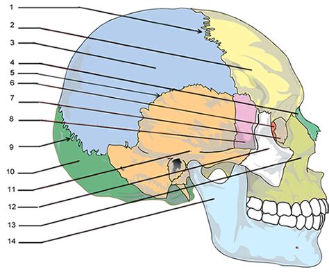 Skull Plates Anatomy