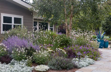 Rapido blue is an ideal sun perennial groundcover. Best Drought Tolerant Perennials & Annuals - that are Deer ...