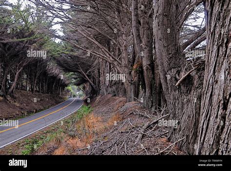 A Craggy Tree Lined Section Of Highway 101 North Of Fort Brag In