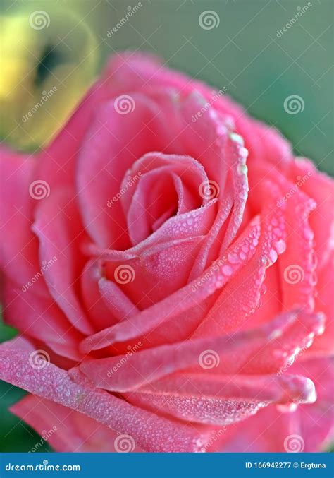 Close Up Of A Beautiful Pink Rose With Soft Focus Isolated Pink Rose