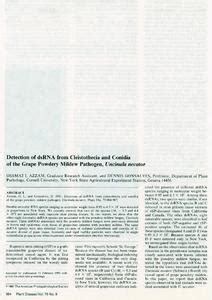 Powdery mildew of grapes pathogen. Detection of dsRNA from Cleistothecia and Conidia of the ...