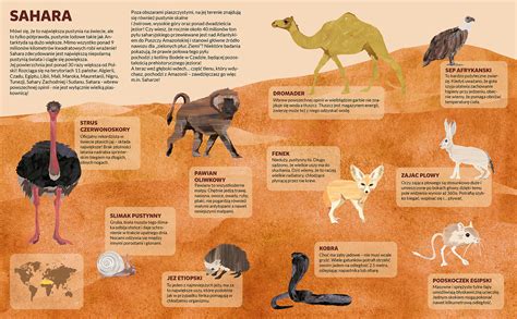 Justyna Styszyńska Illustrations Sahara Desert Animals
