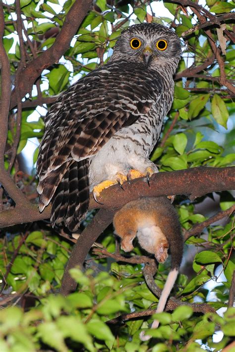 Let`s take a look at some human foods that your cats can actually eat. 5 Interesting Facts About Powerful Owls | Hayden's Animal ...
