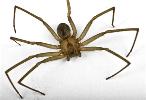 A B Pest Control And Insulation Protect Your Home From Brown Recluses