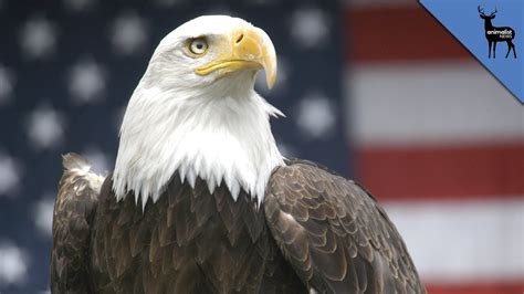Why Does The Bald Eagle Represent America Youtube