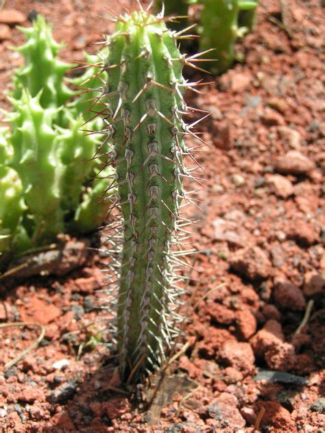 23 My Cactus Identification Ideas Cactus Identification Cactus Plants