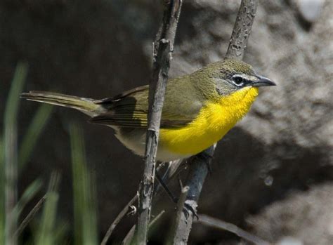 Yellow Breasted Chat Owen Deutsch Photography