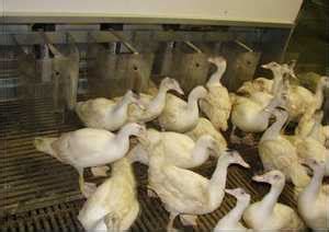 Check spelling or type a new query. Metzer Farms Duck and Goose Blog: Our Pekin Duck Breeding ...