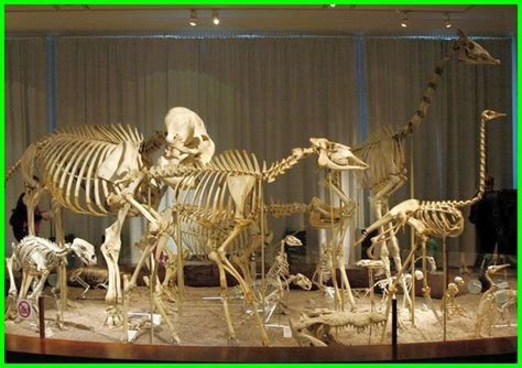 Bulu babi bintang laut teripang contoh hewan dari filum. Karakteristik Hewan Vertebrata - Dunia Fauna , Hewan ...