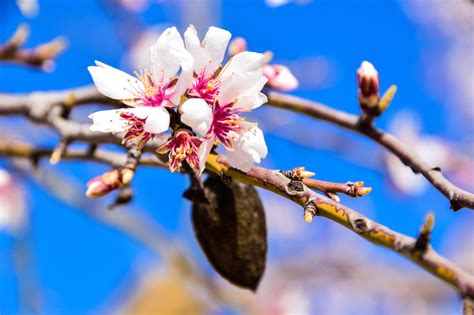 Fotos Gratis árbol Naturaleza Rama Flor Pétalo Primavera
